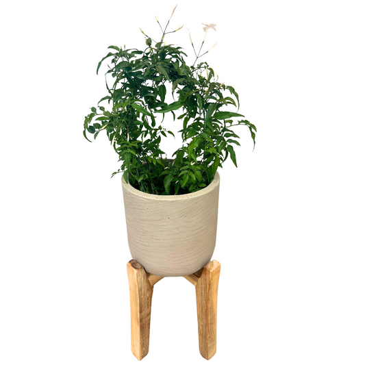 Jazmín Polyanthum En Arco M12_0