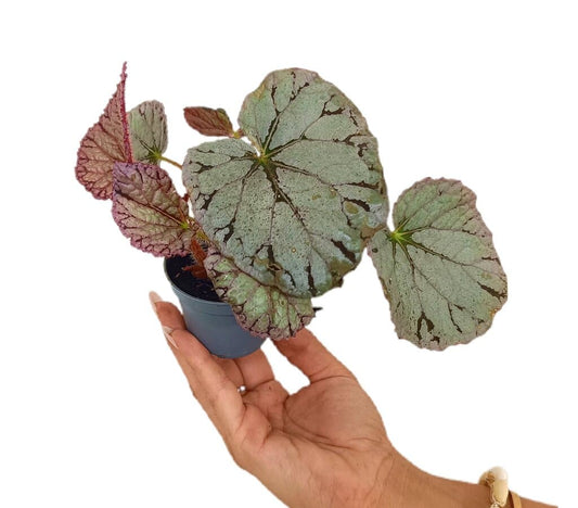 Begonia Chayo M6_0