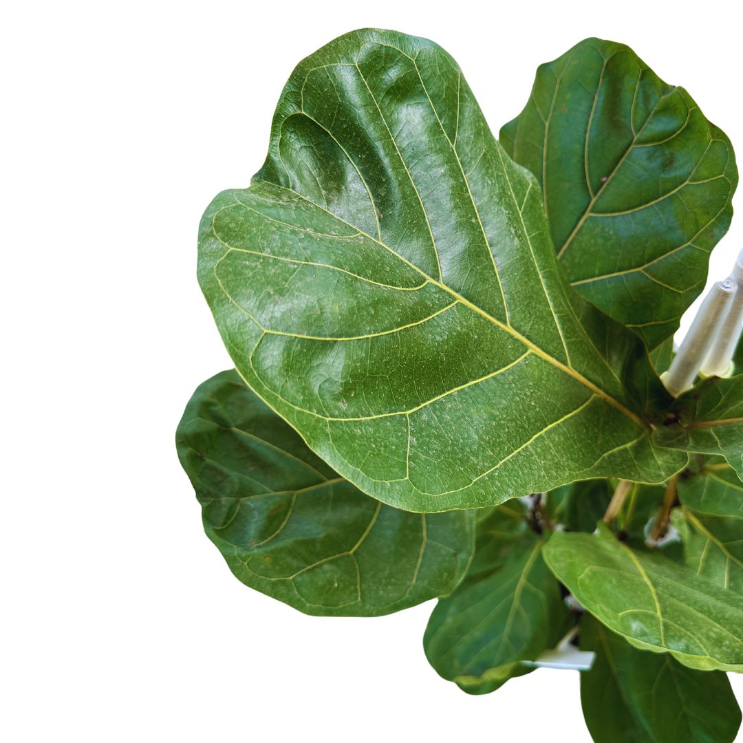 Ficus Lyrata Planta Perfecta Para Exterior O Interior
