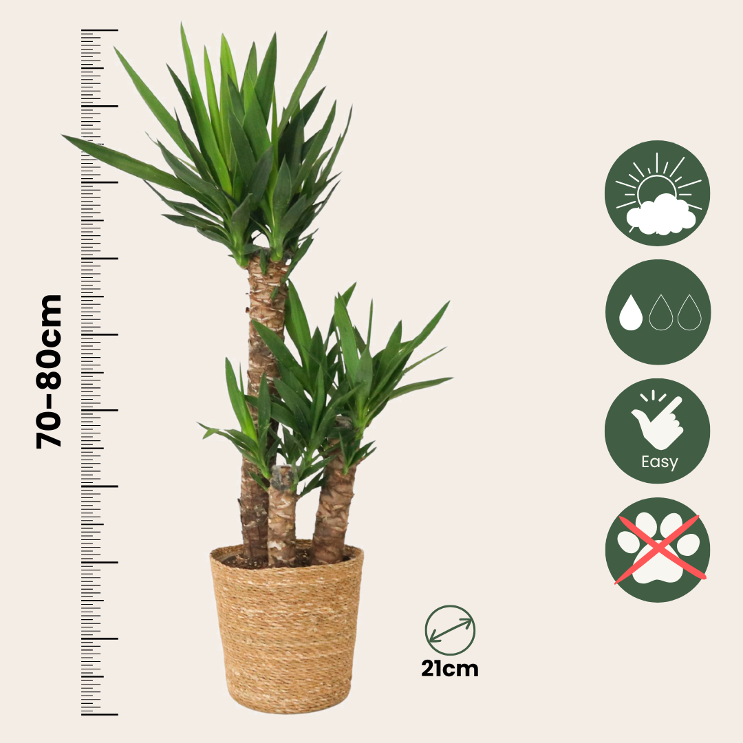 Yuca Pie De Elefante - Yucca Elephantipes - Altura 70-80cm - ⌀21cm_2
