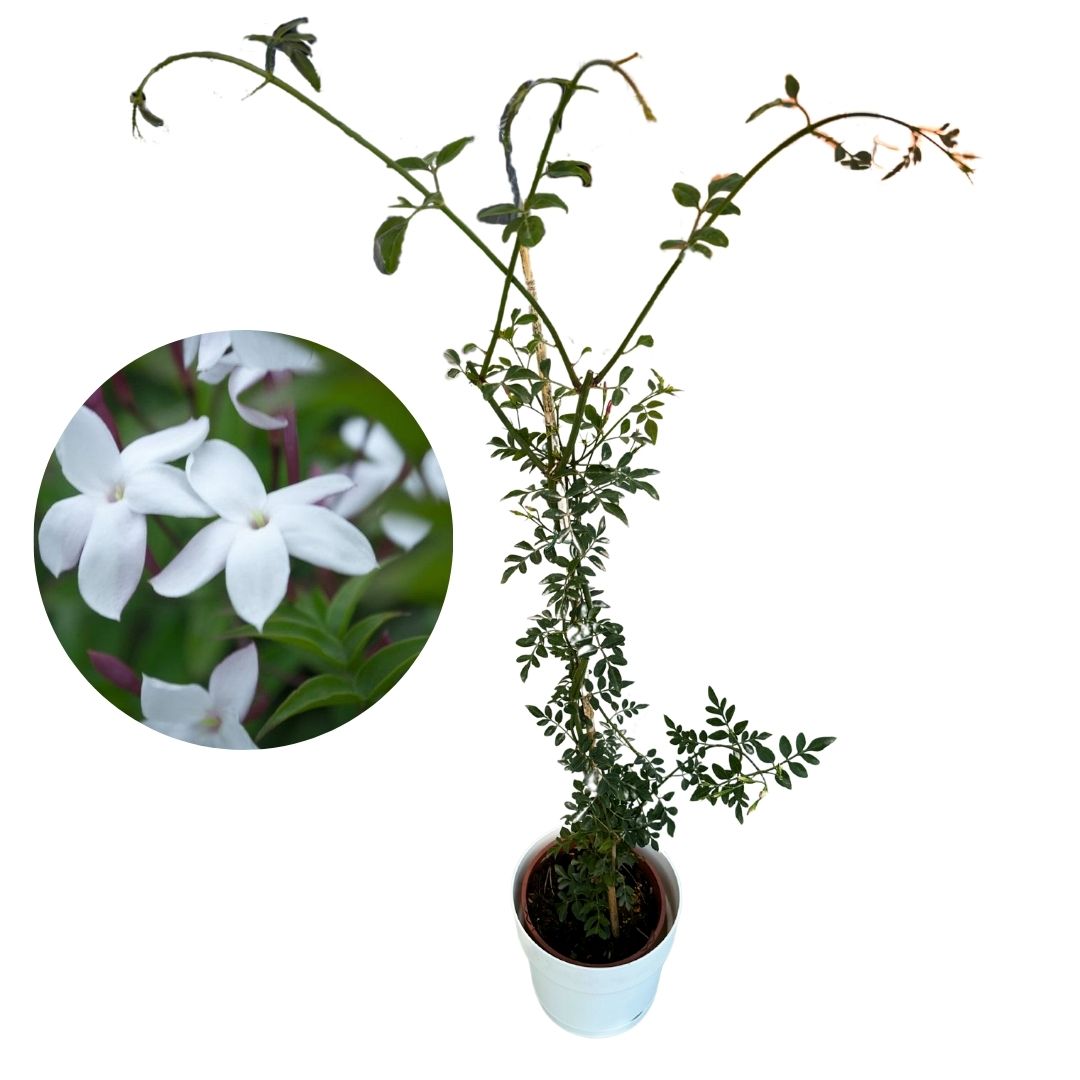 Jazmín Real, El Jazmín Más Perfumado De Todas Las Variedades_1