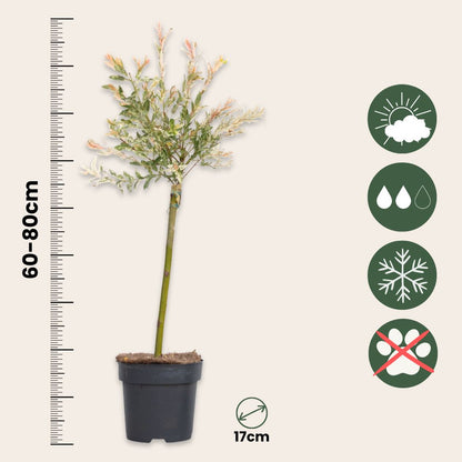 Árbol Flamenco - 2 Pzs - Salix Integra 'flamingo' - Altura 60-80cm - ⌀17cm_2