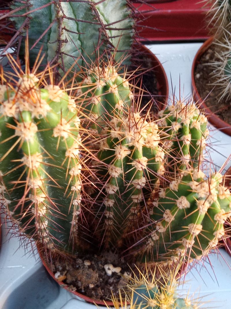Planta Cactus Neocardenasia Herzogiana Ø8 Cm_0