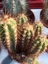 Planta Cactus Neocardenasia Herzogiana Ø8 Cm