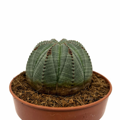 Euphorbia Obesa Cactus Y Suculentas M8,5 Ø