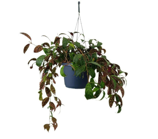 Aeschynanthus Marmoratus M17_0