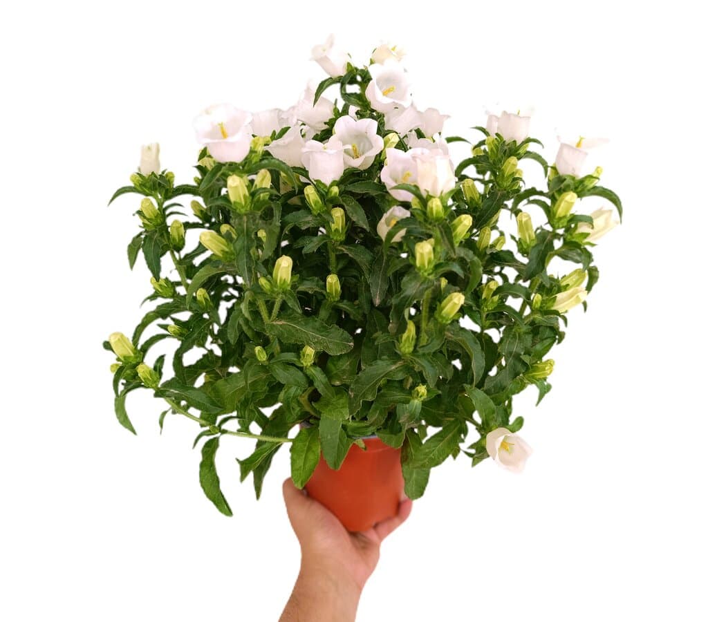Campanula Medium Nanum M13_0