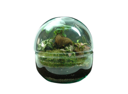 Nanogarden Terrario Ball Ginfit 20x20cm_0