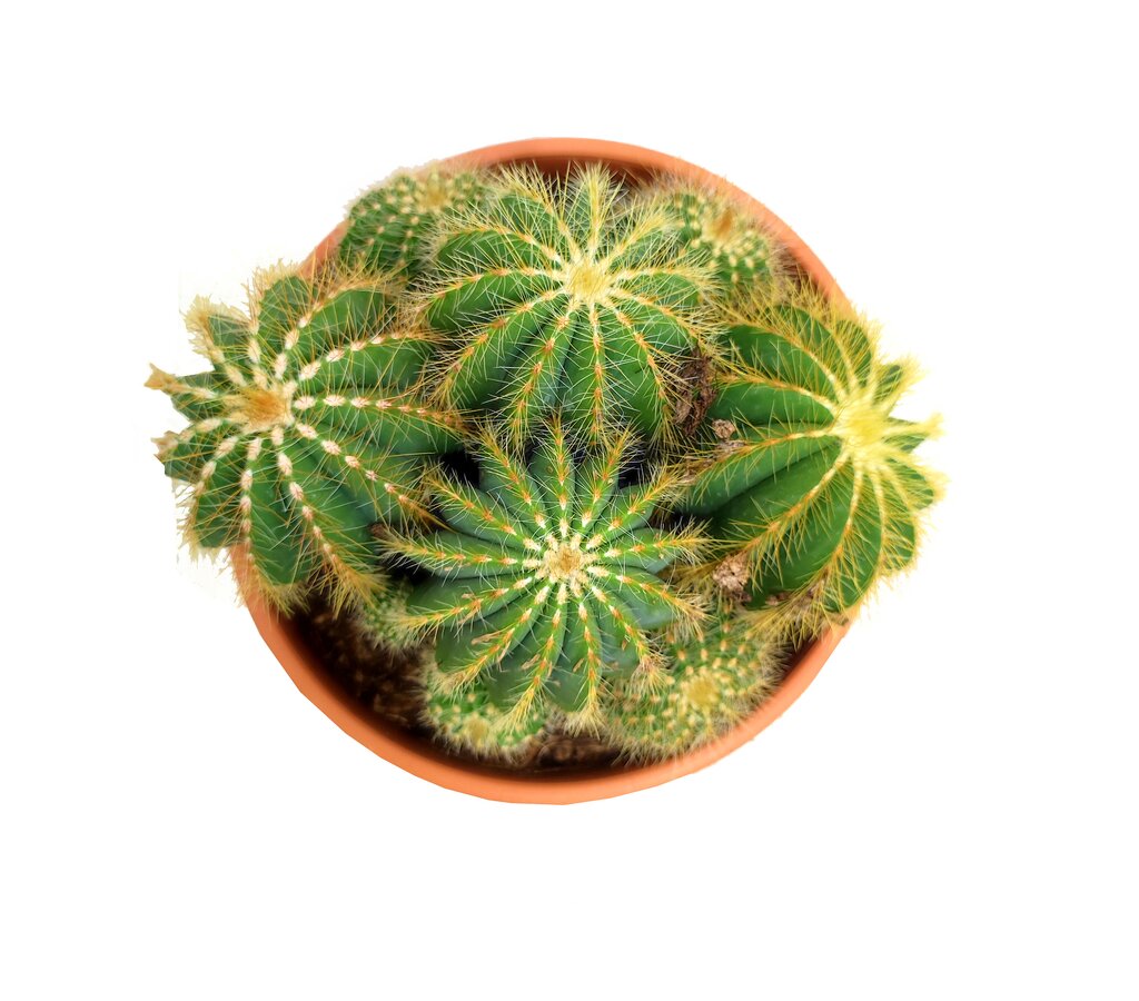 Mammillaria Nejapensis M17_1