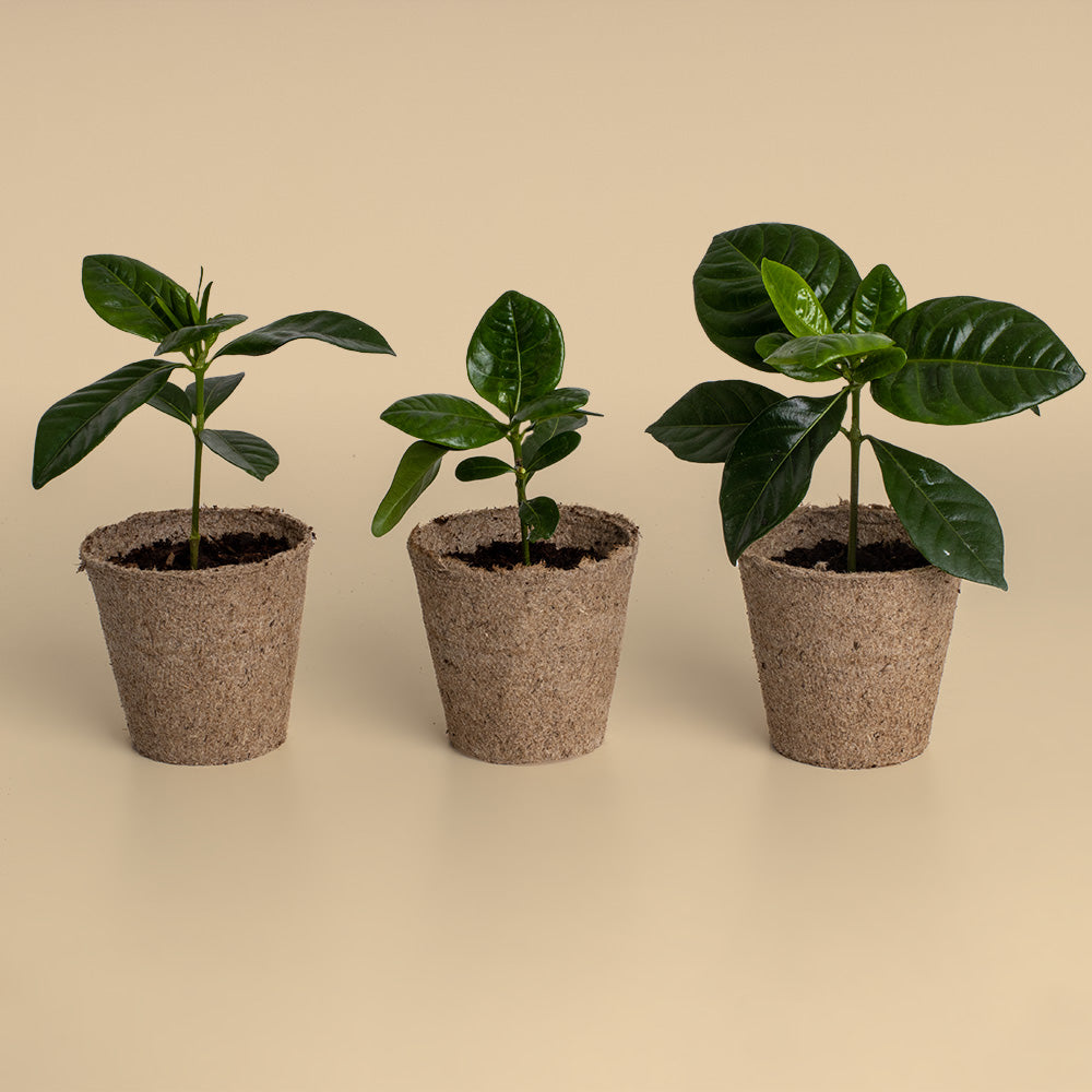 Kit Cultivo De Café | Cultiva Tu Propio Cafeto En Casa | Regalo Original Para Amantes Del Café_4