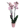 Orquidea Phalaenopsis Jolie 2/3 Tallos M12 70cm