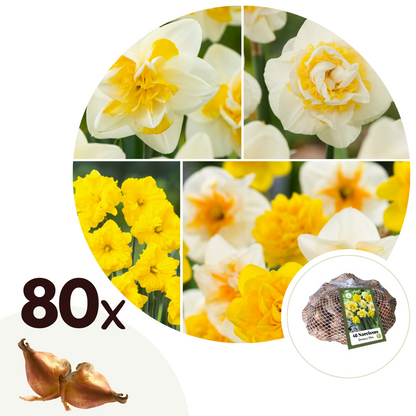 Bulbos De Narcisos - 80 Pzs - Narcissus 'double Mix' - Bulbos De Flores_0