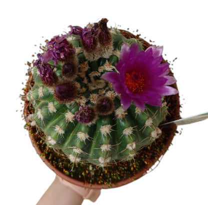 Notocactus Uebelmannianus M17