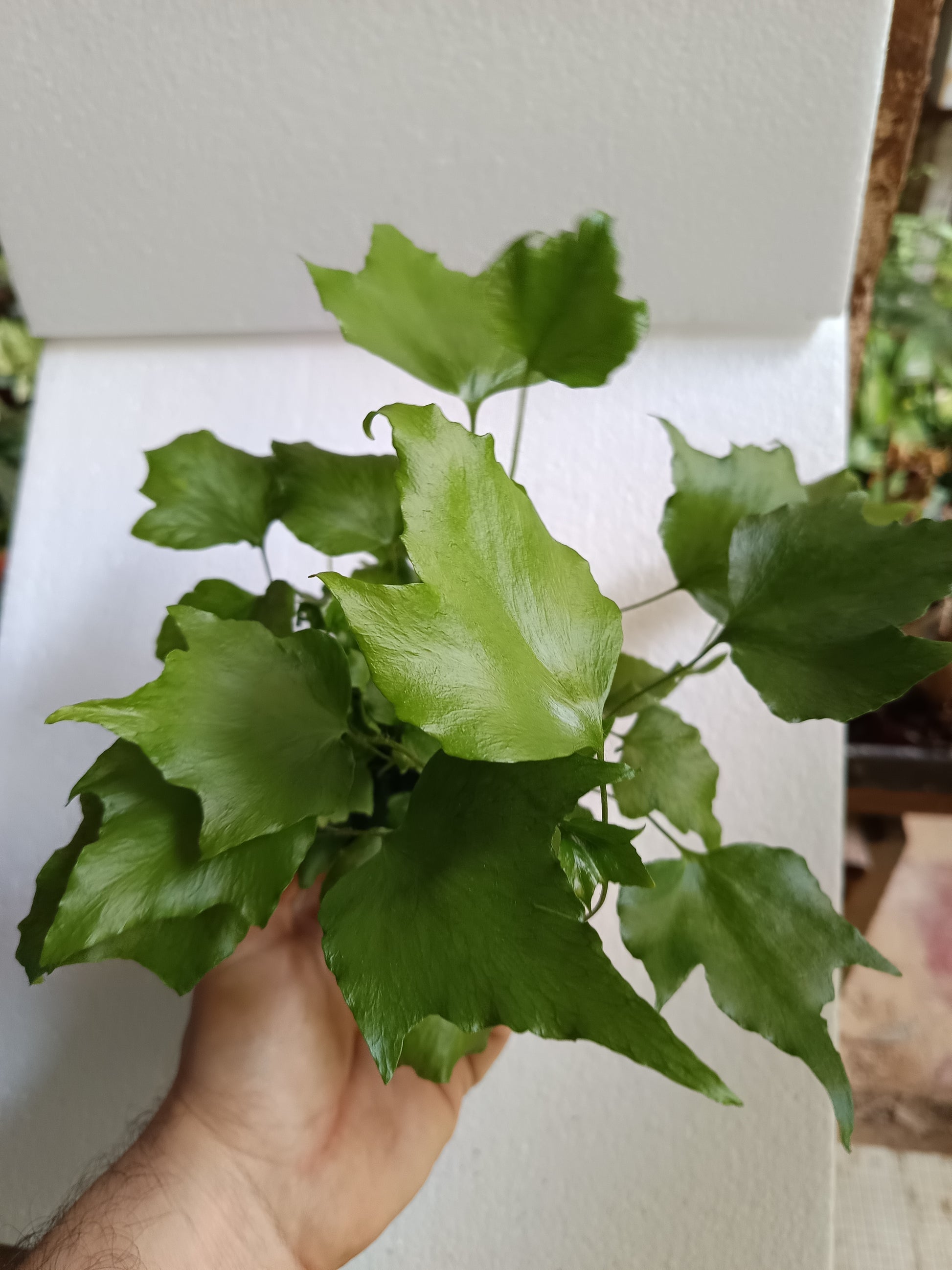 1 Helecho  SURTIDO ALEATORIO Plantas De Interior Ø8