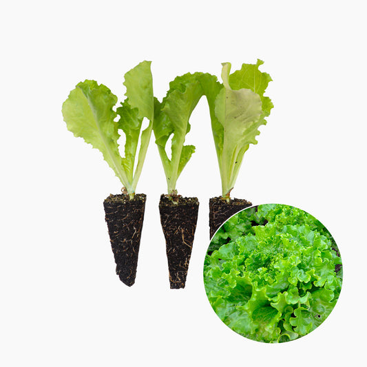 Plantón Lechuga Batavia 3 Unidades - PlantaBo_0