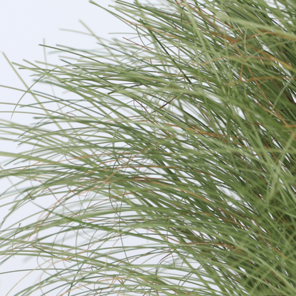 Carex Niebla Amazónica - 6 Pzs - Carex 'amazon Mist' - Altura 15-25cm - ⌀105cm_3
