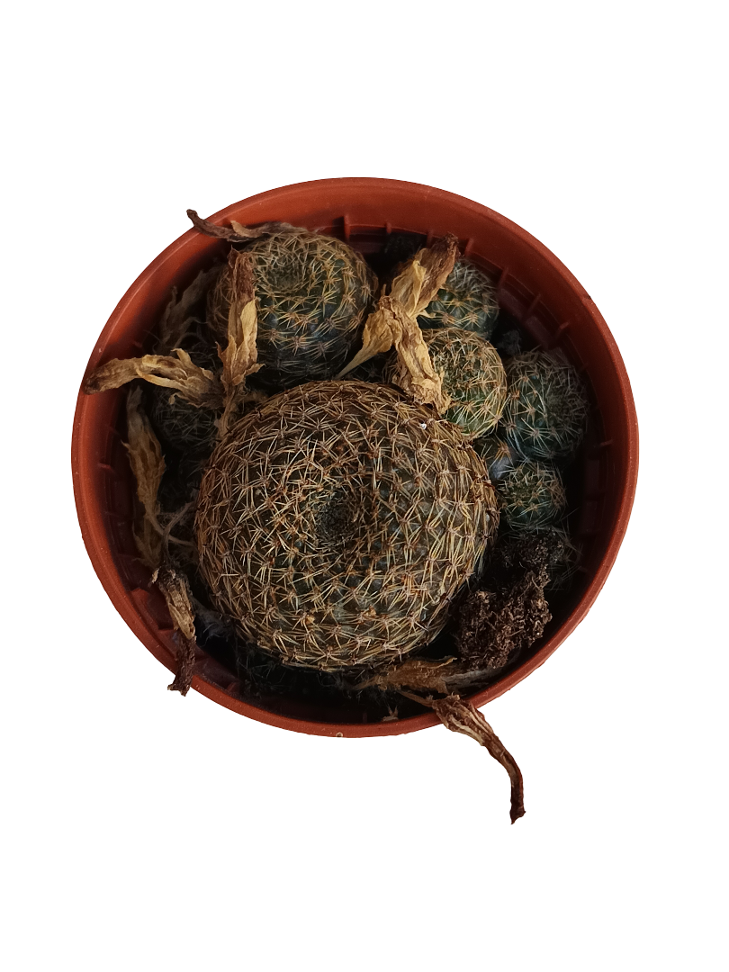 Rebutia Heliosa Planta Suculenta Cactus Ø5_0