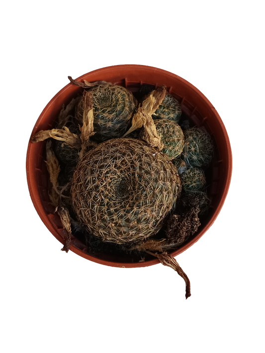 Rebutia Heliosa Planta Suculenta Cactus Ø5_0