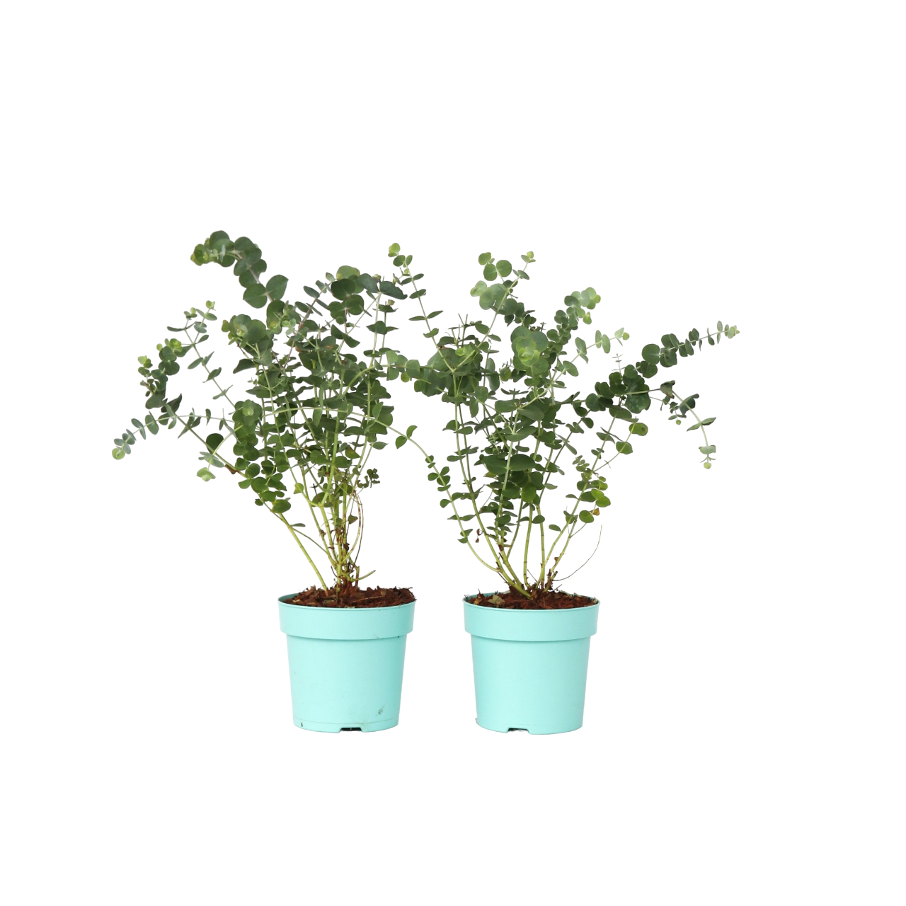 Eucalipto - 2 Pzs - Eucalyptus Pulverulenta 'baby Blue' - Altura 35-45cm - ⌀15cm_0