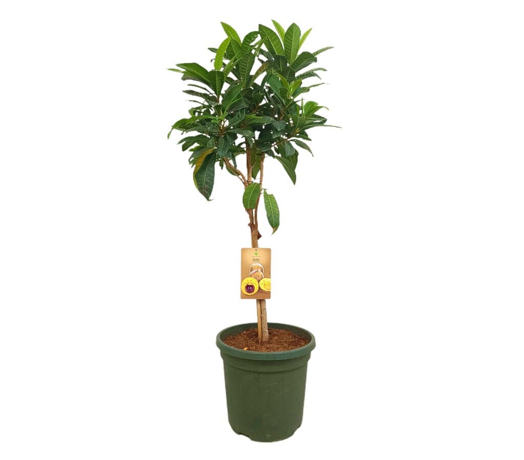 Lucumo M40 150cm_0