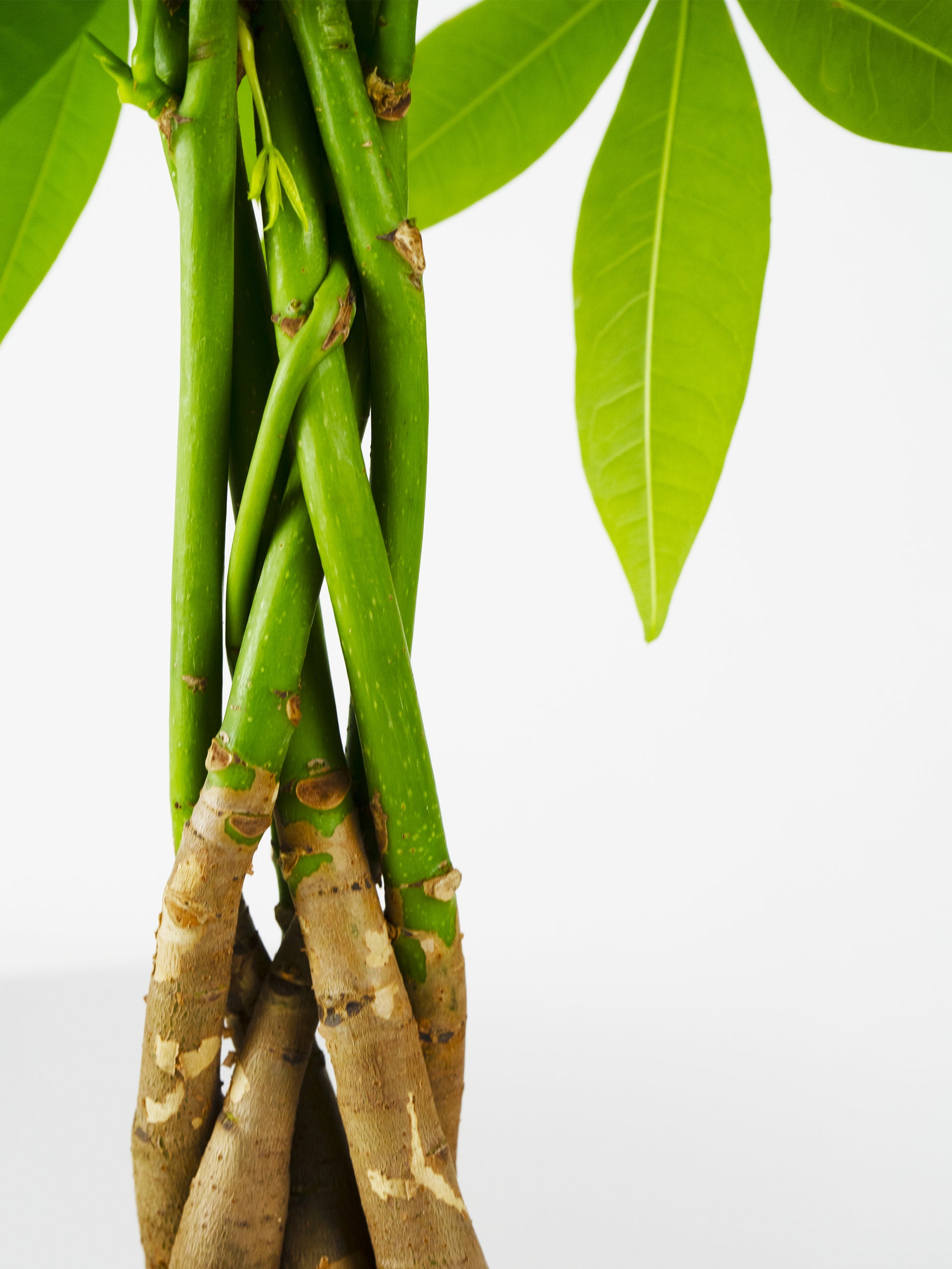 Pachira Aquatica | Altura 50cm - Maceta  12cm