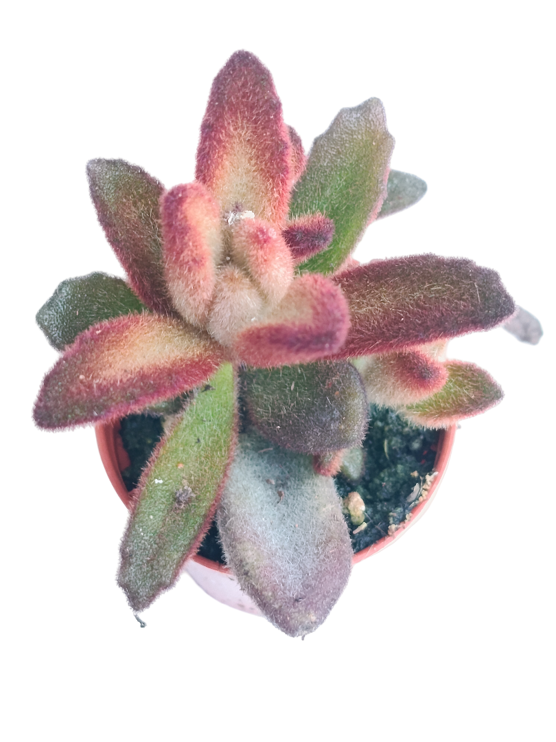 Kalanchoe Tomentosa Chocolate Ø5 Planta Suculenta De Sol_0