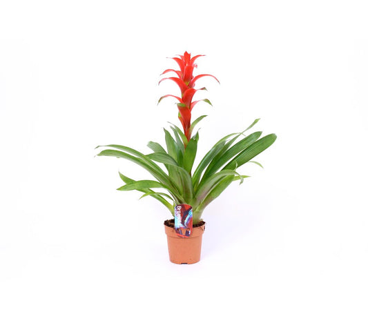 Guzmania Ostara M9 40cm_0