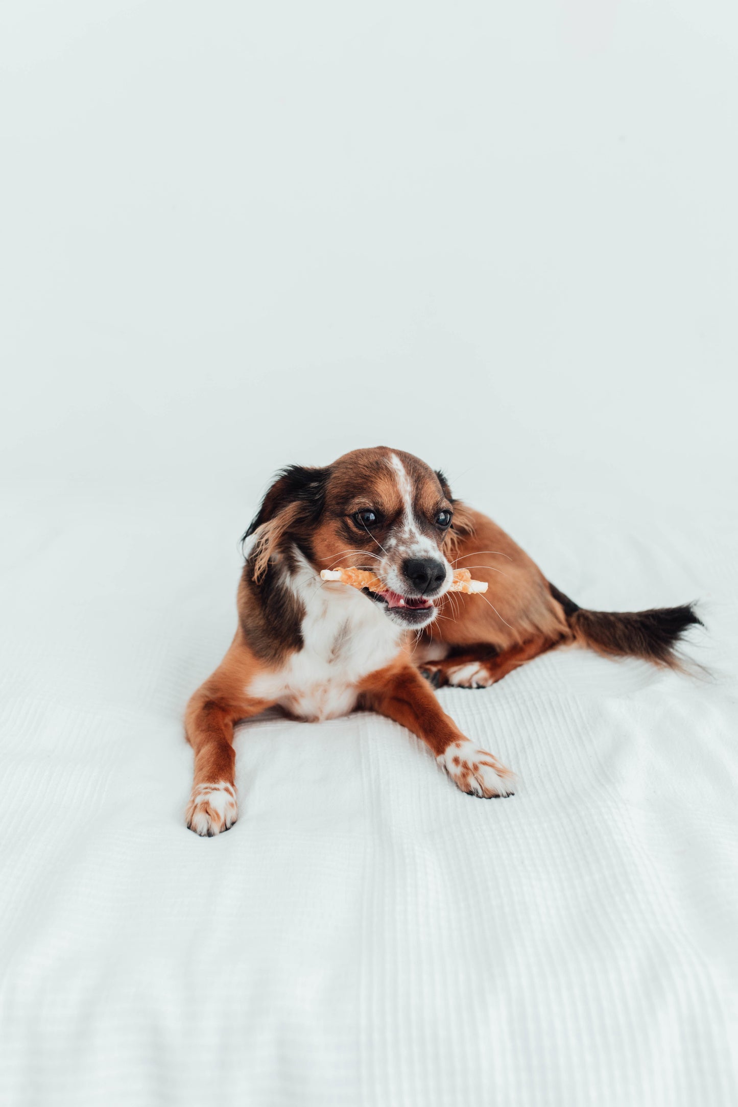 Bimorbox Cachorros Medianos Y Grandes – Pack Ahorro Con Juguete, Mordedor De Olivo Y Snacks Sin Aditivos