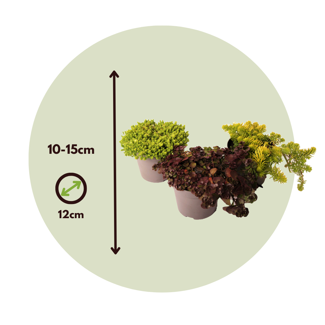 Sedum De Colores - 6 Pzs - Sedum Reflexum - Altura 10-15cm - ⌀12cm_2