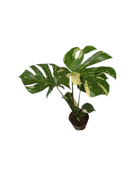 Monstera Thai Constelation M17 50cm_0