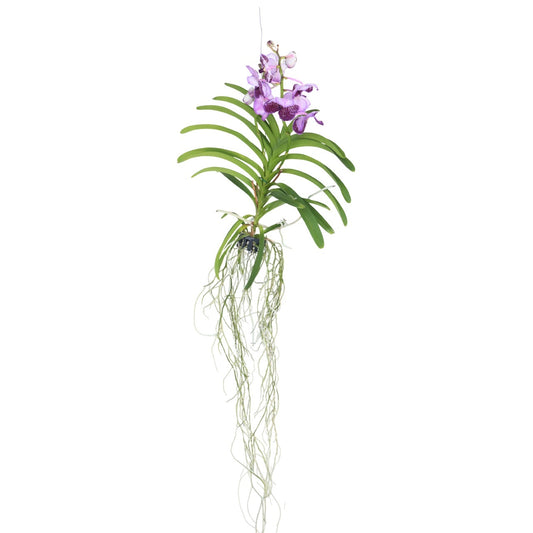 Orquídea Vanda - Vanda 'lila' - Altura 55-65cm_0
