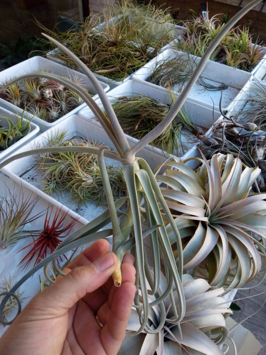 Tillandsia Duratii Planta Clavel Aire