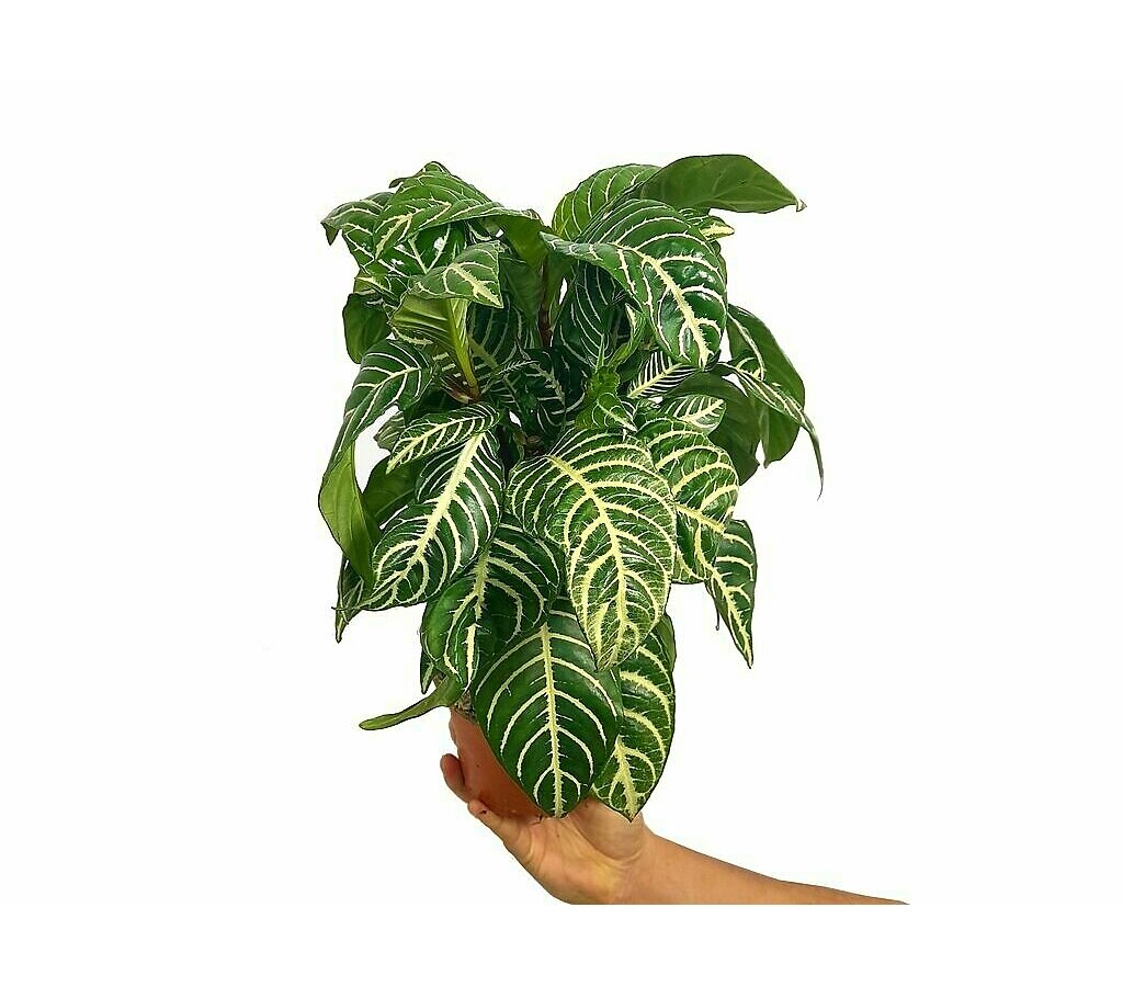 Aphelandra Squarrosa M13 25cm (planta Cebra)_1