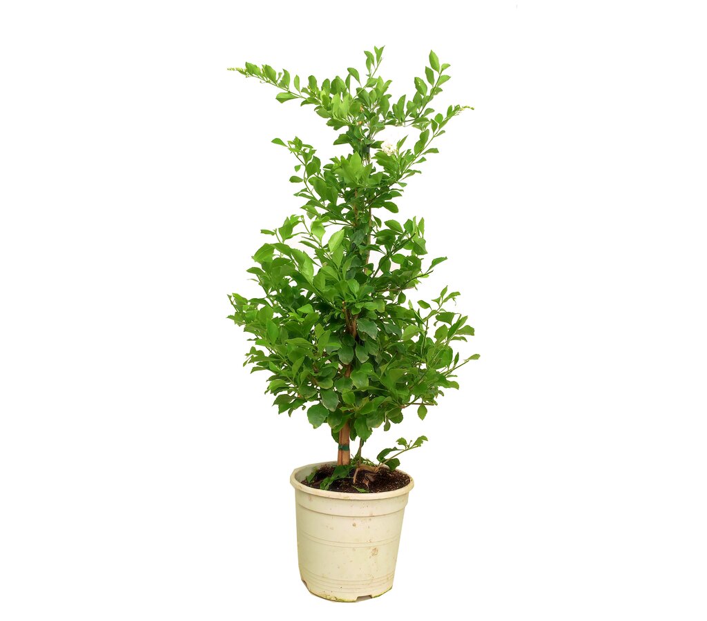 Duranta Repens Blanca M22 80-100cm_0
