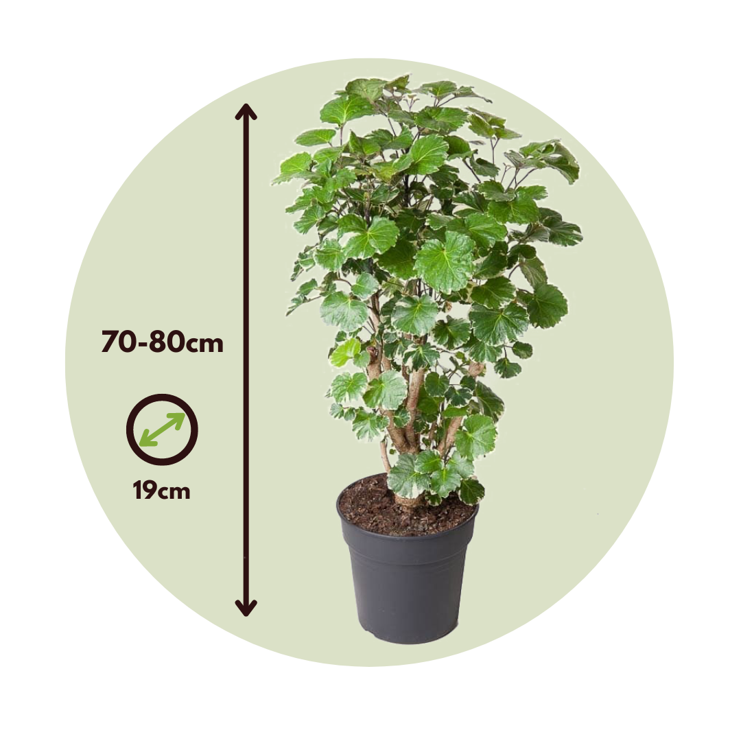 Aralia Balfour - Polyscias 'balfouriana' - Altura 70-80cm - ⌀19cm_2
