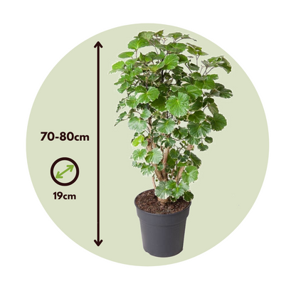 Aralia Balfour - Polyscias 'balfouriana' - Altura 70-80cm - ⌀19cm_2
