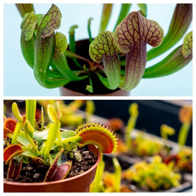 Dionaea y Sarracenia Pack plantas carnívoras