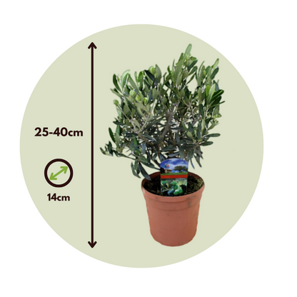 Olivo - 4 Pzs - Olea Europaea - Altura 25-40cm - ⌀14cm_2
