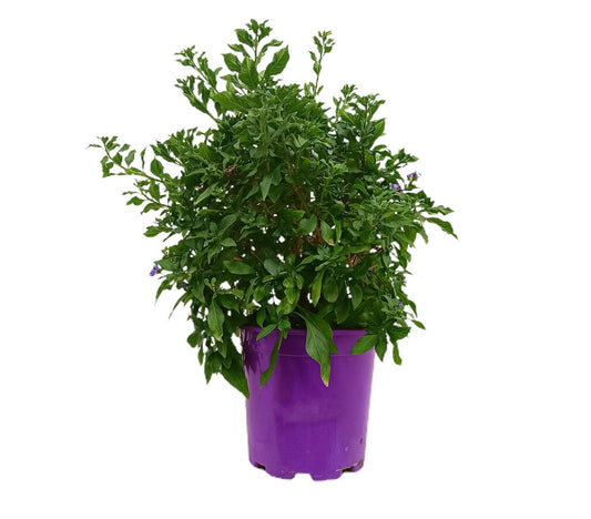 Solanum Rantonnetii M20 45cm_0