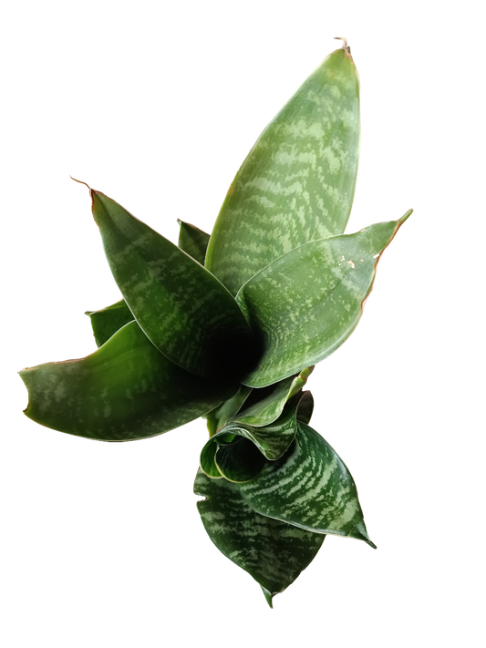 Sansevieria Hahnii Zeylanica Mini Ø6_0