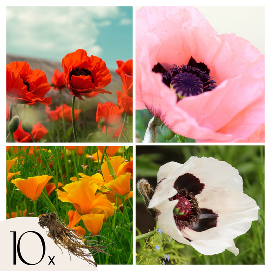Amapola Turca - 10 Pzs - Papaver Orientale - Cepellones_0