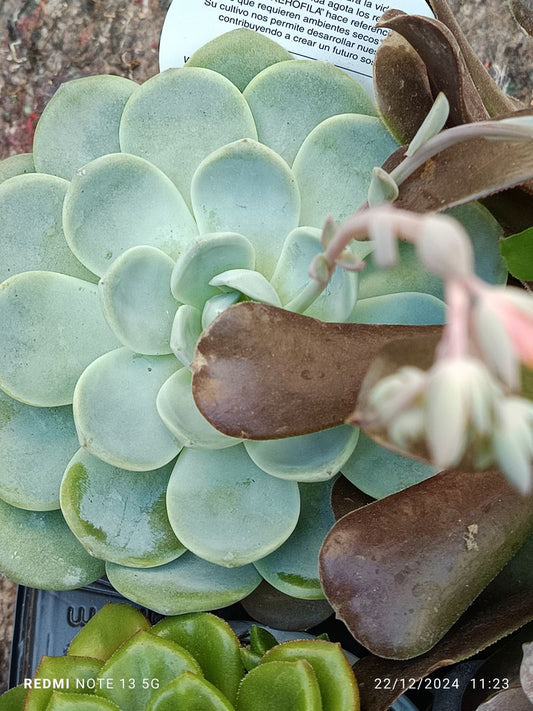 Cactus Y Suculenta Planta Grande Ø13 ☼ Ref013_0