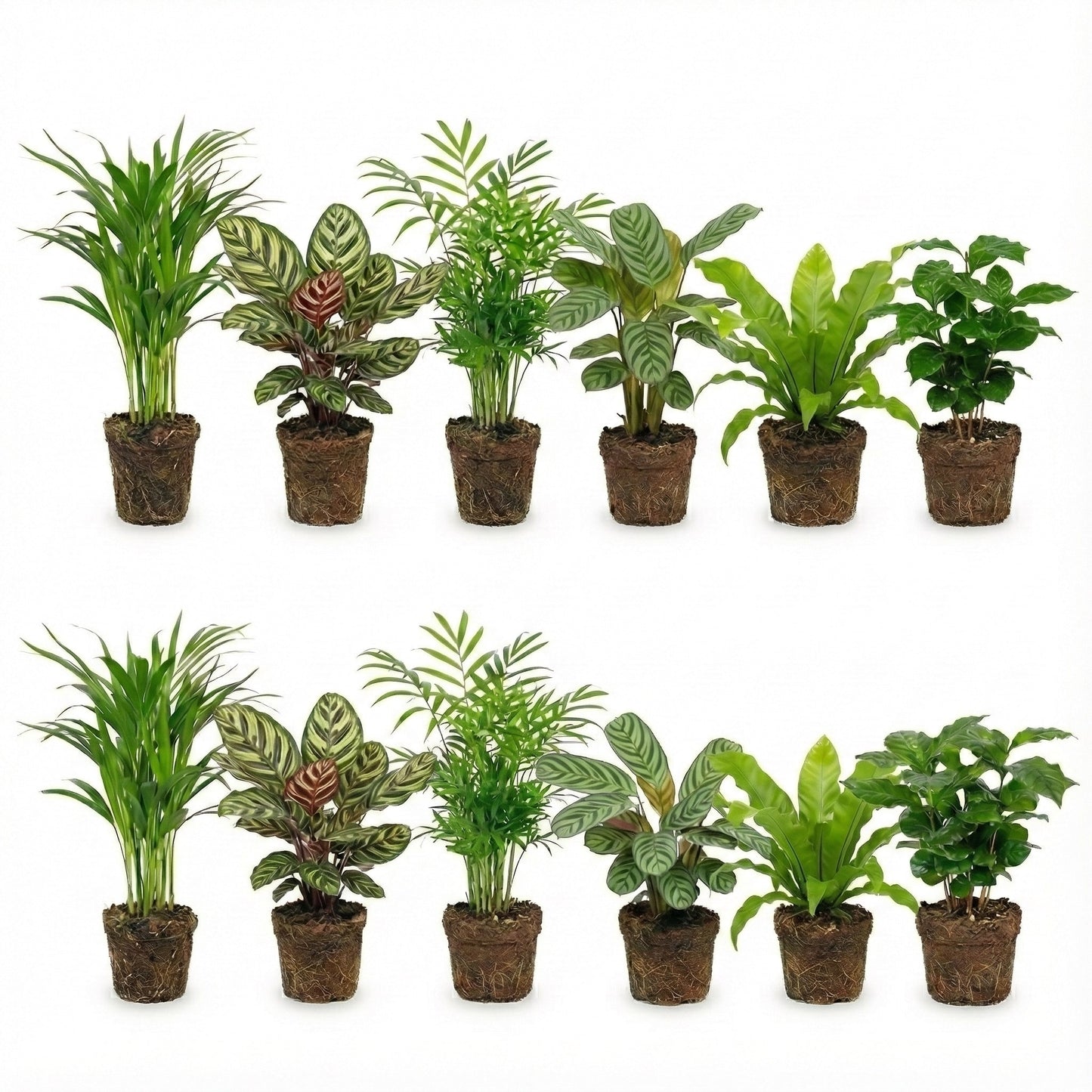Plantas De Interior Purificadoras De Aire - Set De 12_0