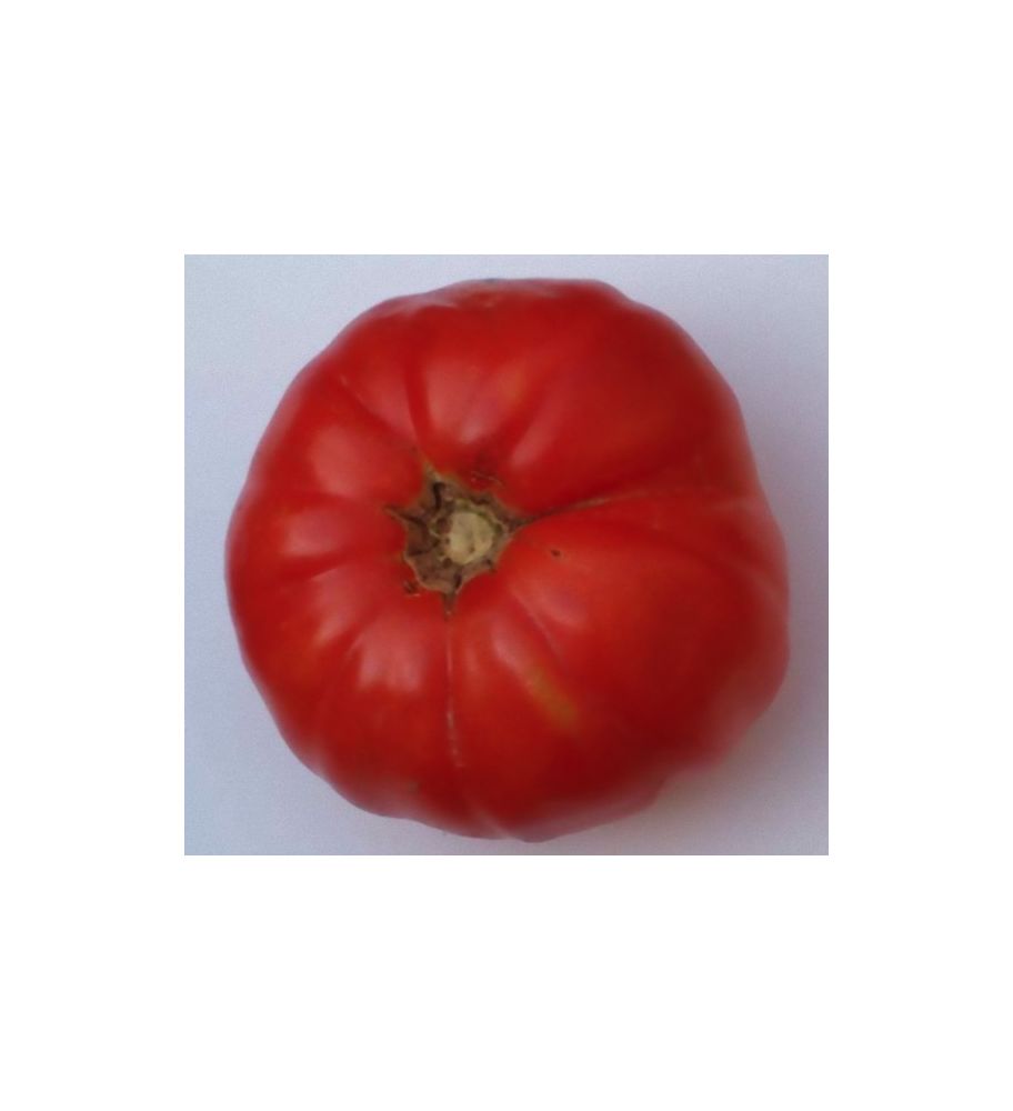 Plantón Tomate Gordon Autóctono (10 Unidades)_1