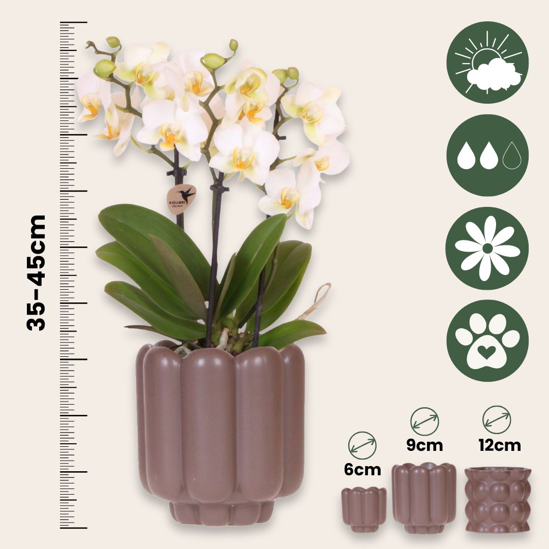 Set De Regalo Orquídea 'white Tray Xl' - Phalaenopsis - Altura 35cm