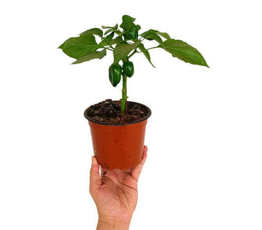 Pimiento Picante M14_0