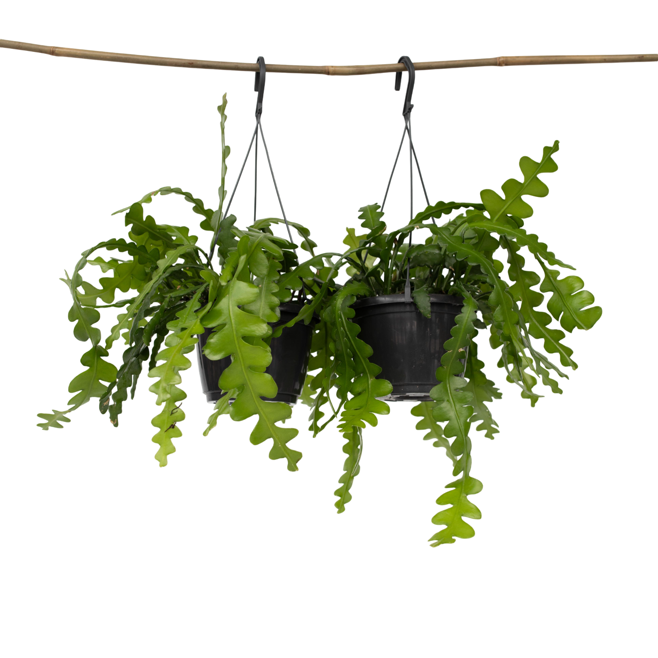 Epifilio - 2 Pzs - Epiphyllum 'anguliger' - Altura 30-40cm - ⌀15cm