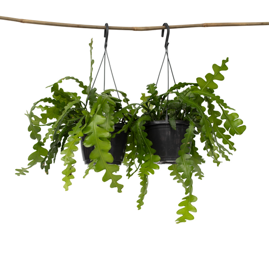 Epifilio - 2 Pzs - Epiphyllum 'anguliger' - Altura 30-40cm - ⌀15cm