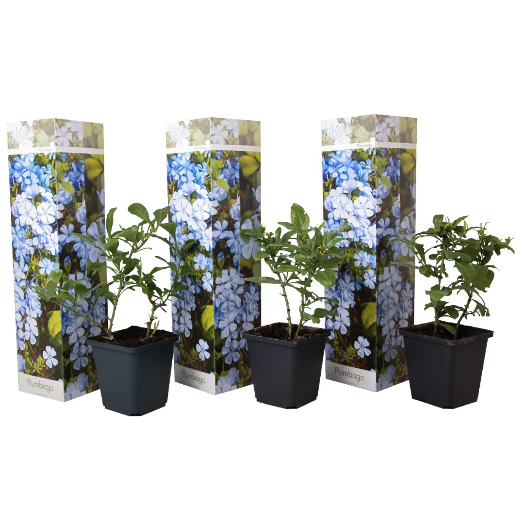 Jazmín Del Cielo - 3 Pzs - Plumbago Auriculata - Altura 25-40cm - ⌀9cm_0
