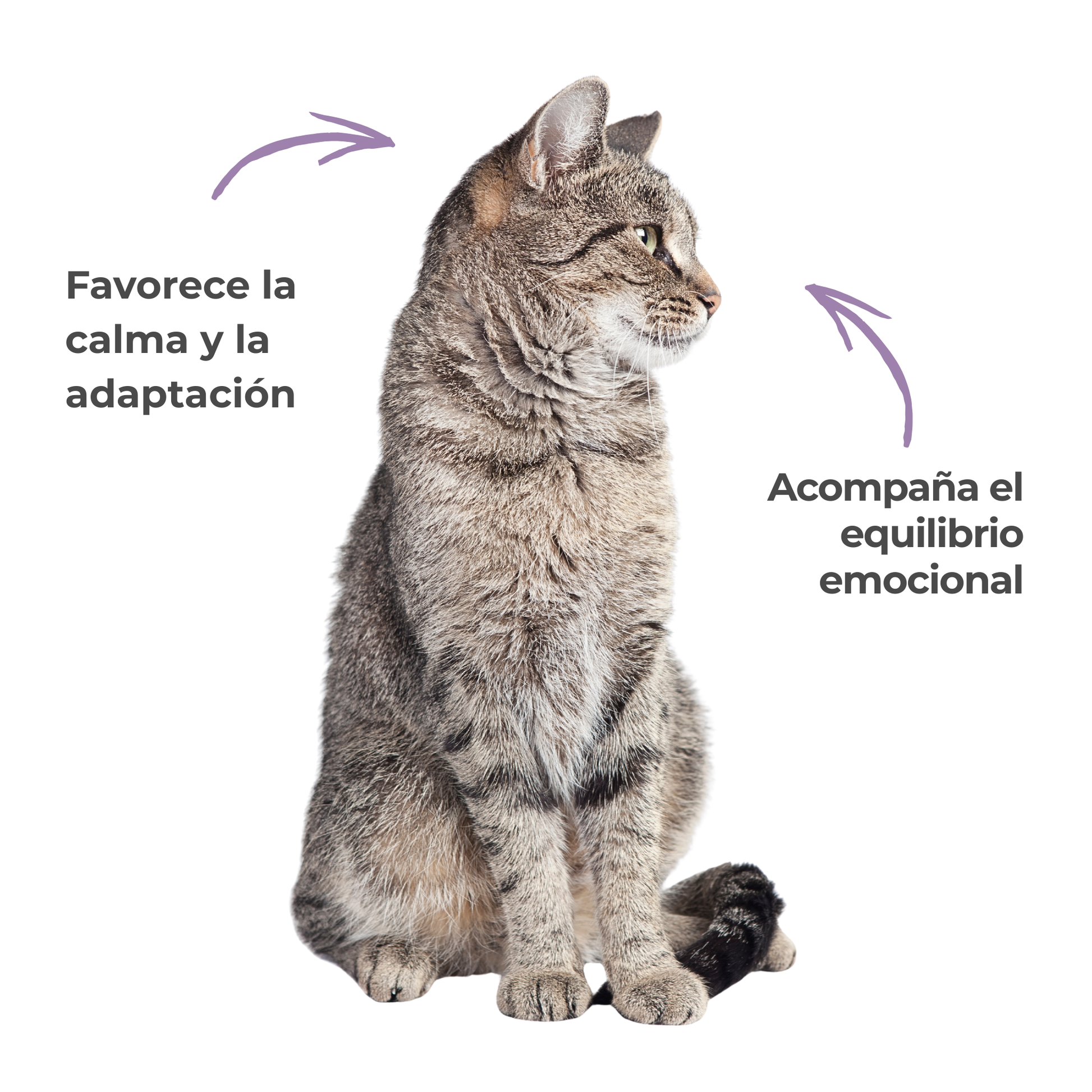 Antiestrés natural para perros y gatos – Serenidad ECO – 100 g_3